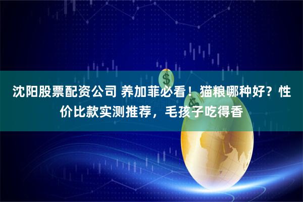 沈阳股票配资公司 养加菲必看！猫粮哪种好？性价比款实测推荐，毛孩子吃得香
